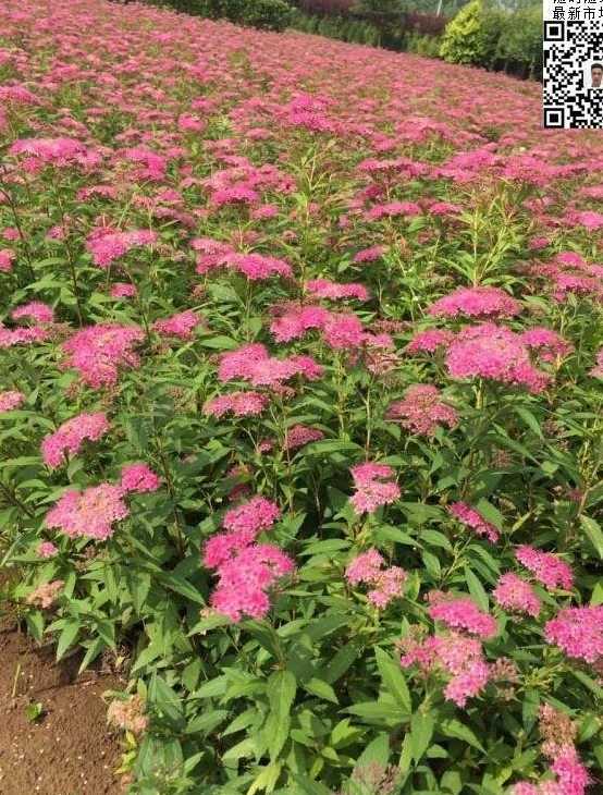 粉花绣线菊