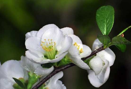 白梅花