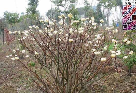 白花树