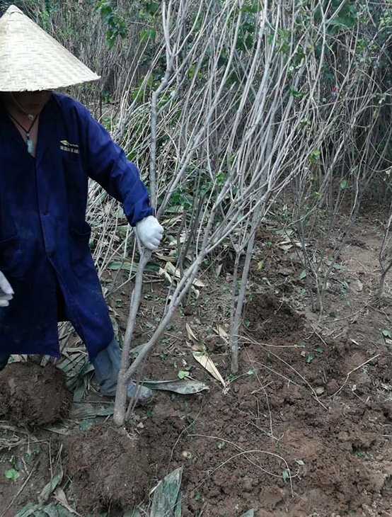 丛生丁香