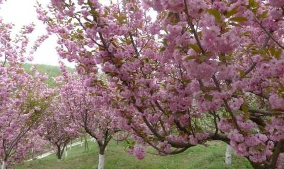 樱花树