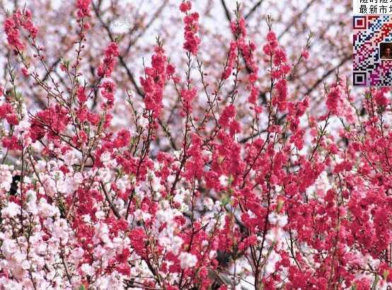 红梅花