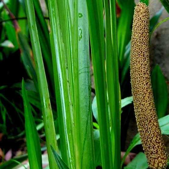 水菖蒲