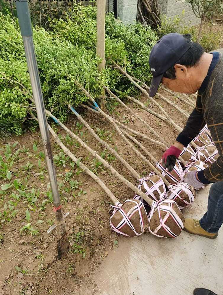 小叶黄杨树