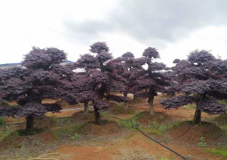 造型红花继木