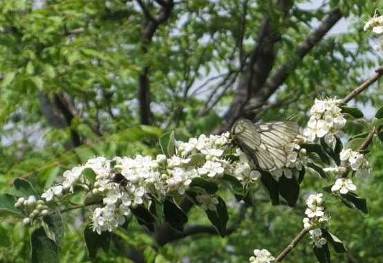 白花树